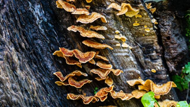 Stereum hirsutum Hairy Curtain Crust ,Stereum hirsutum