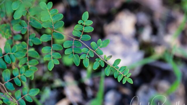 Pellaea andromedifolia Coffee fern, Pellaea andromedifolia