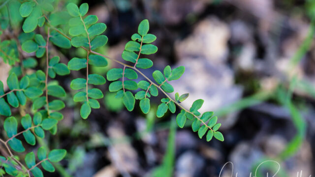 Pellaea andromedifolia Coffee fern, Pellaea andromedifolia