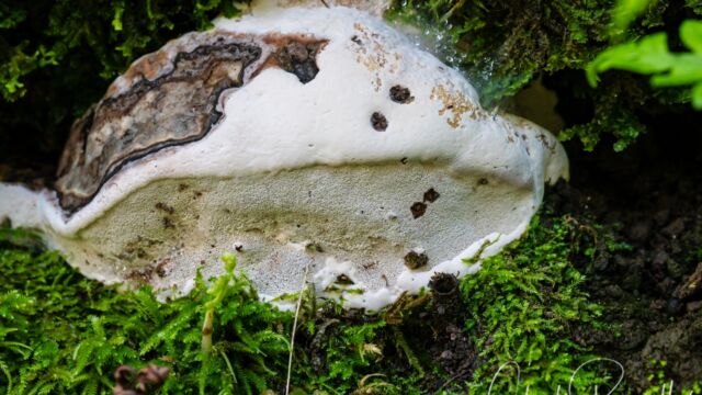 Ganoderma brownii. Parasite on hardwoods. Probably 8" across and 5 to 10 years old Artist's conk, Ganoderma brownii. Parasite on hardwoods. Probably 8" across and 5 to 10 years old