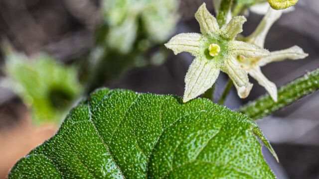 Marah fabacea California man-root, Marah fabacea