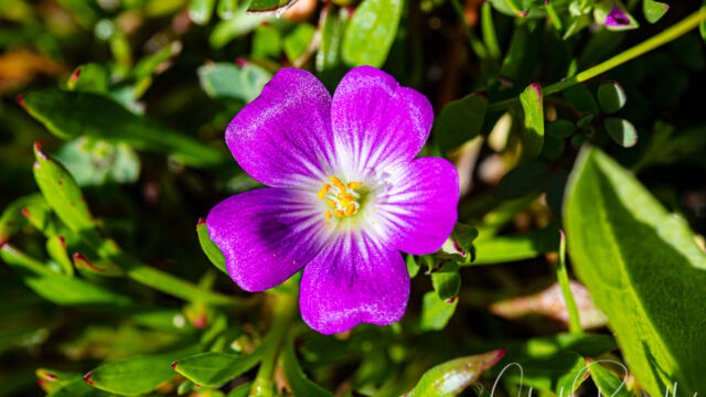 Calandrinia menziesii Red maids, Calandrinia menziesii