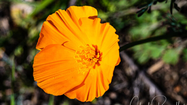 Eschscholzia californica California poppy, Eschscholzia californica