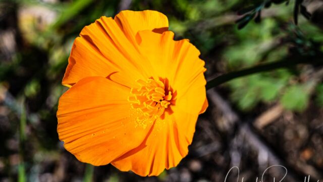 Eschscholzia californica California poppy, Eschscholzia californica