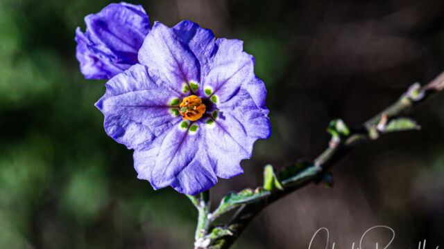 Solanum umbelliferum Blue witch nightshade, Solanum umbelliferum