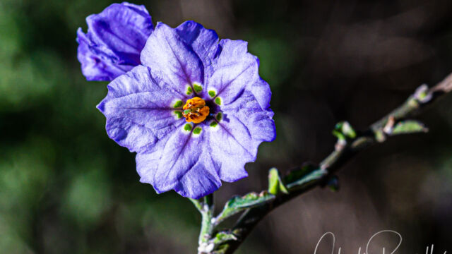Solanum umbelliferum Blue witch nightshade, Solanum umbelliferum
