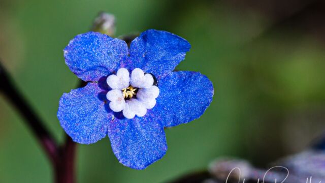 (aka Adelinia), Adelinia grandis (formerly Cynoglossum grande) Pacific houndstongue (aka Adelinia), Adelinia grandis (formerly Cynoglossum grande)