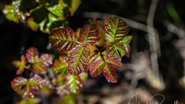 Toxicodendron diversilobum Poison oak, Toxicodendron diversilobum
