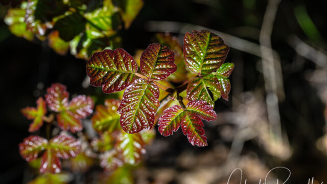 Toxicodendron diversilobum Poison oak, Toxicodendron diversilobum