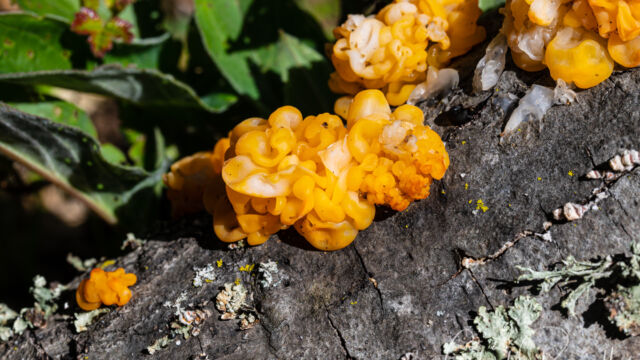 Naematelia aurantia, in association with Stereum hirsutum (which it parasitizes) Golden Ear, Naematelia aurantia, in association with Stereum hirsutum (which it parasitizes)