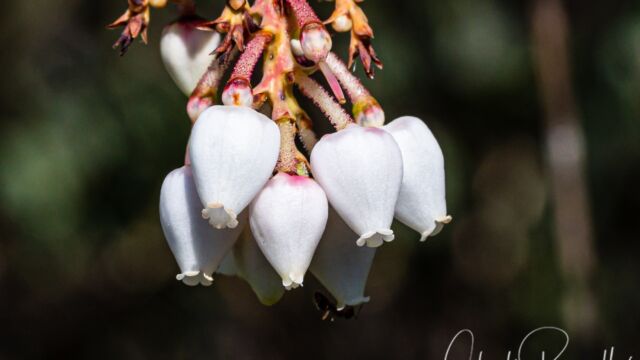 Arctostaphylos glauca Big berry manzanita, Arctostaphylos glauca