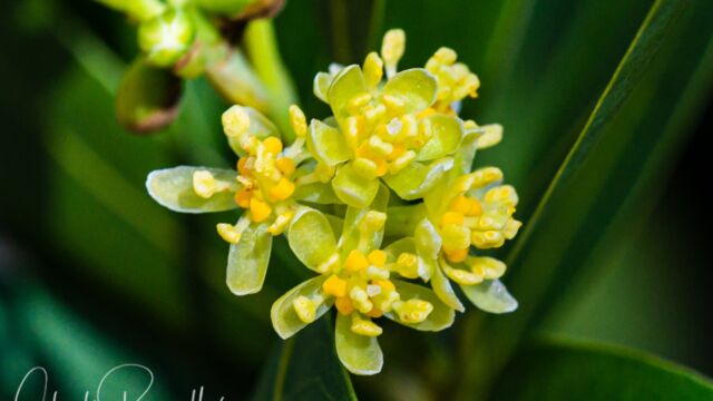 Umbellularia californica California bay, Umbellularia californica
