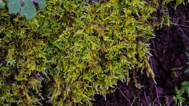 Kindbergia oregana Oregon Beaked Moss, Kindbergia oregana