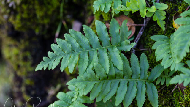 Polypodium californicum California Polypody, Polypodium californicum