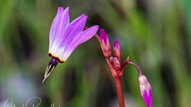 (aka Henderson's shooting star), Primula hendersonii Mosquito bill (aka Henderson's shooting star), Primula hendersonii