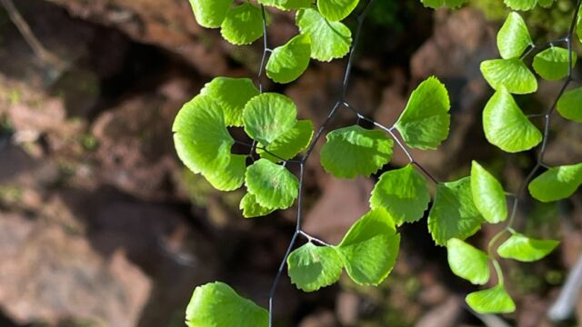 Adiantum jordanii California maidenhair fern, Adiantum jordanii