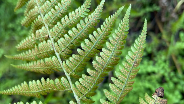 Dryopteris arguta Coastal wood fern, Dryopteris arguta