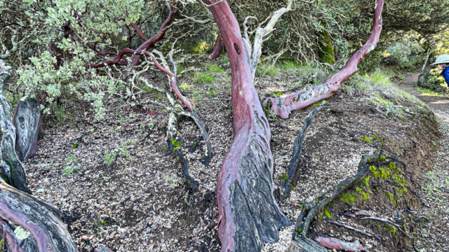Giant, gnarly old manzanita
