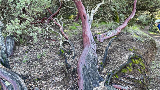 Giant, gnarly old manzanita