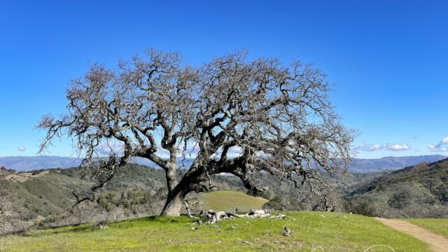 Wonderful oak tree with a view