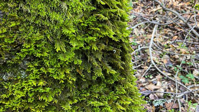 Dendroalsia abietina, covering an old stump Dendroalsia Moss Dendroalsia abietina, covering an old stump
