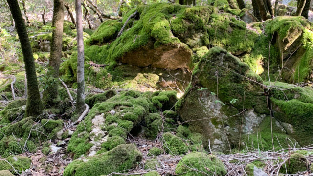 Amazing hillside of moss covered boulders