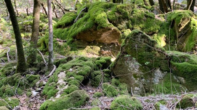 Amazing hillside of moss covered boulders