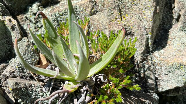 Dudleya abramsii ssp. setchellii . CNPS 1B.1, Federally endangered. On serpentine Santa clara valley dudleya, Dudleya abramsii ssp. setchellii . CNPS 1B.1, Federally endangered. On serpentine