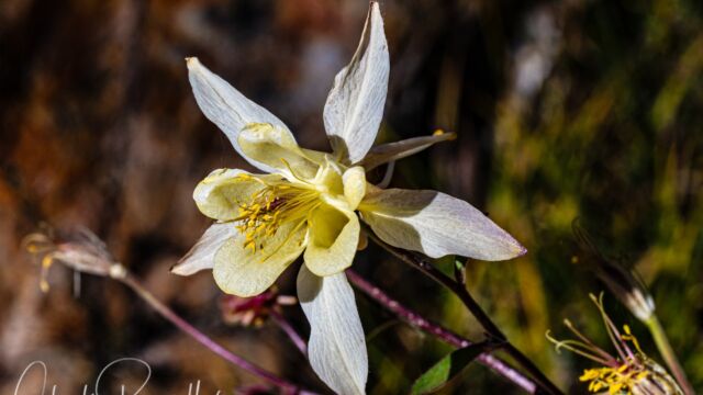 Aquilegia pubescens. Possibly a hybrid with A. formosa Sierra columbine, Aquilegia pubescens. Possibly a hybrid with A. formosa
