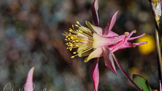 Aquilegia pubescens. Possibly a hybrid with A. formosa Sierra columbine, Aquilegia pubescens. Possibly a hybrid with A. formosa