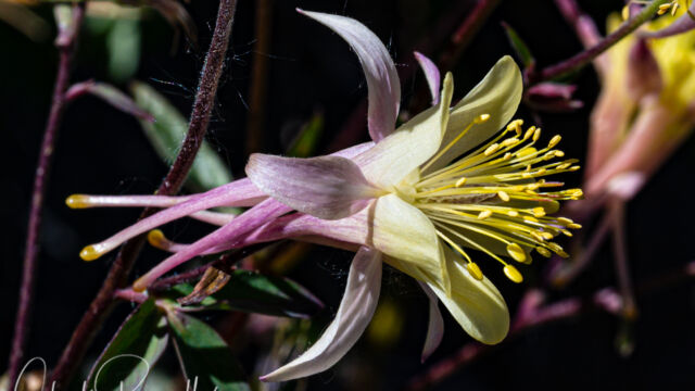 Aquilegia pubescens. Possibly a hybrid with A. formosa Sierra columbine, Aquilegia pubescens. Possibly a hybrid with A. formosa