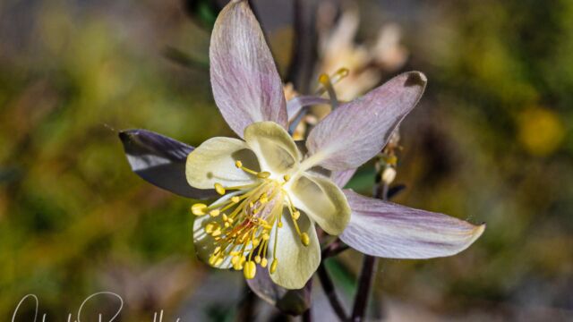 Sierra columbine Sierra columbine, Aquilegia pubescens. Possibly a hybrid with A. formosa