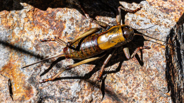 Anabrus simplex Mormon Cricket, Anabrus simplex