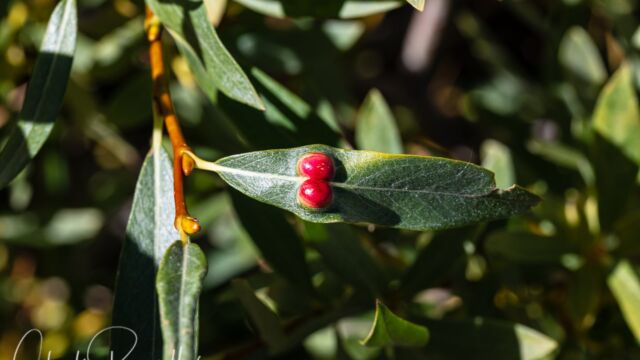 Euura californica Willow Apple Gall Sawfly gall, Euura californica