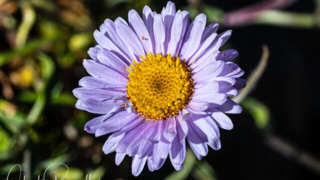 Erigeron glacialis var. hirsutus Wandering fleabane, Erigeron glacialis var. hirsutus