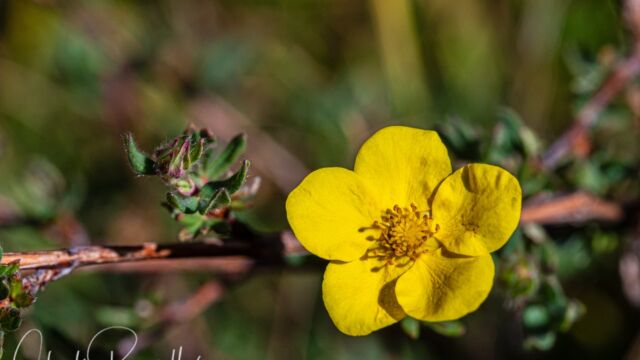 Dasiphora fruticosa Shrubby cinquefoil, Dasiphora fruticosa