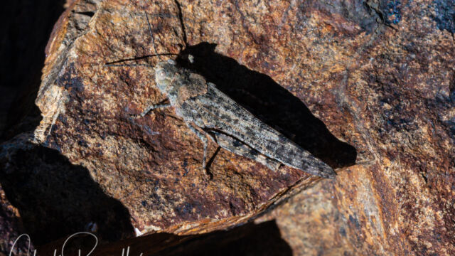 Circotettix undulatus Undulant-Winged Grasshopper, Circotettix undulatus