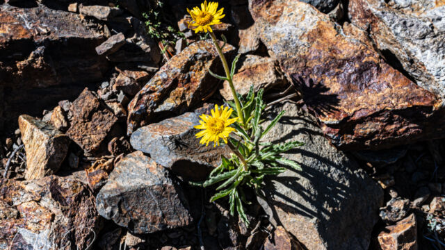 Hulsea algida Pacific hulsea, Hulsea algida