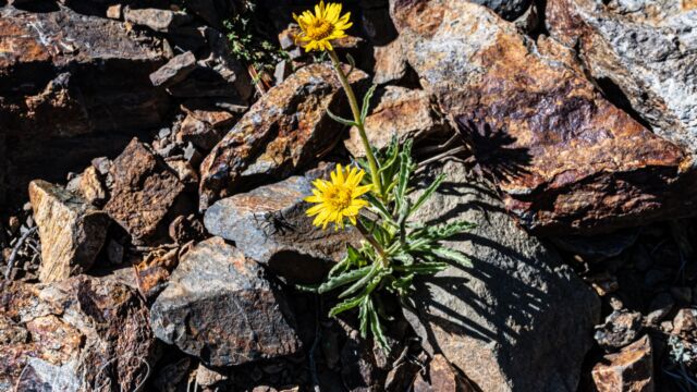 Hulsea algida Pacific hulsea, Hulsea algida
