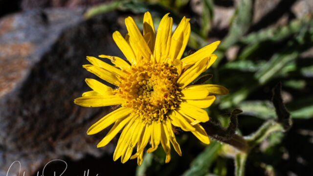 Hulsea algida Pacific hulsea, Hulsea algida