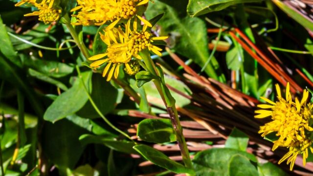 Solidago multiradiata Northern goldenrod, Solidago multiradiata