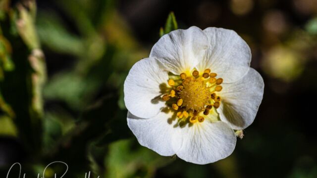 Drymocallis lactea var. lactea Sierran woodbeauty, Drymocallis lactea var. lactea
