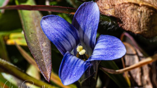Gentianopsis holopetala Sierra gentian, Gentianopsis holopetala