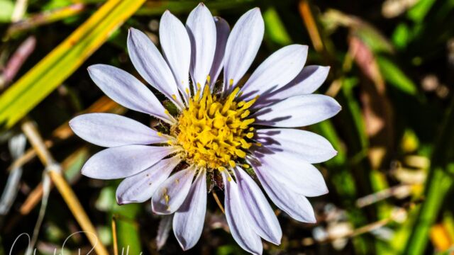 Oreostemma alpigenum var. andersonii Tundra aster, Oreostemma alpigenum var. andersonii