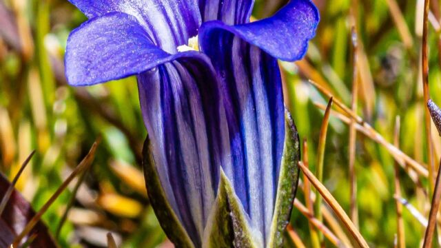 Gentianopsis holopetala Sierra gentian, Gentianopsis holopetala