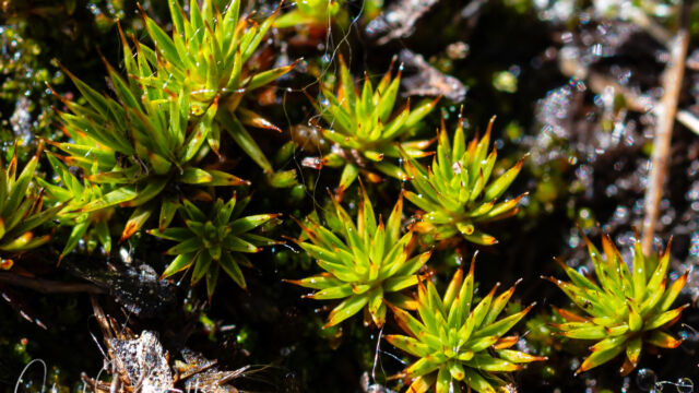 Polytrichum sp. Haircap Moss, Polytrichum sp.