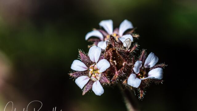 Horkelia fusca var. parviflora Tawny horkelia, Horkelia fusca var. parviflora