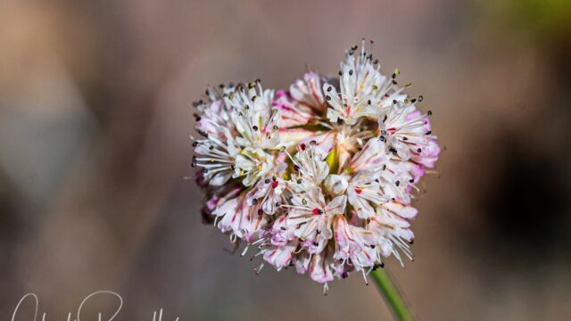 Eriogonum nudum Naked buckwheat, Eriogonum nudum