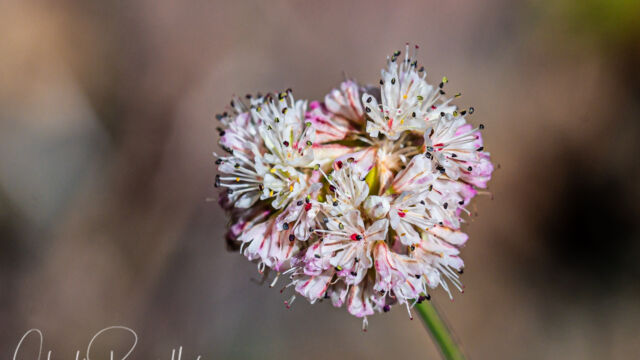 Eriogonum nudum Naked buckwheat, Eriogonum nudum
