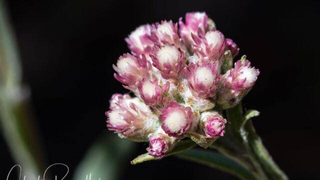 Antennaria rosea Rosy pussytoes, Antennaria rosea